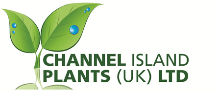 Channel Island Plants