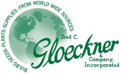 Gloeckner